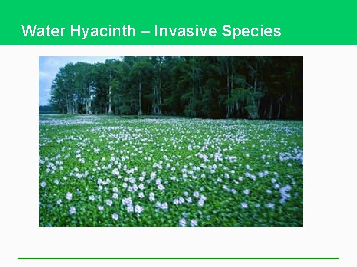 Water Hyacinth – Invasive Species 