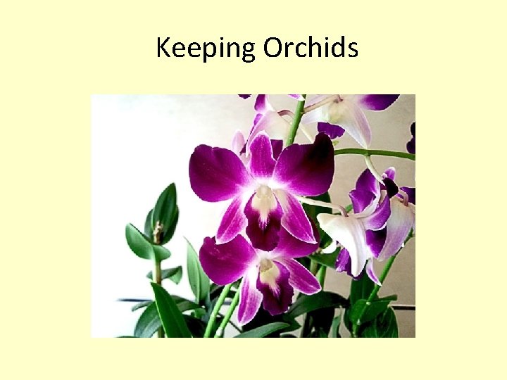  Keeping Orchids 