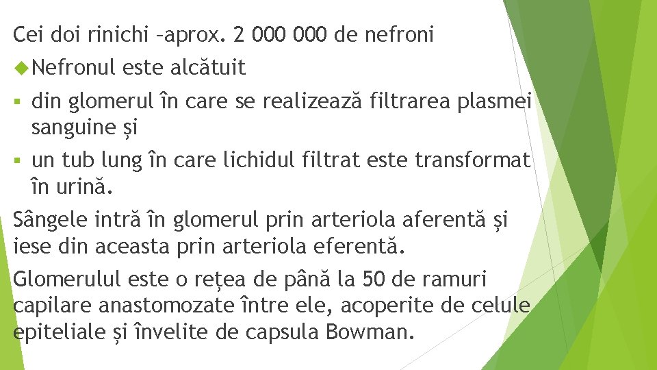 Cei doi rinichi –aprox. 2 000 de nefroni Nefronul este alcătuit § din glomerul