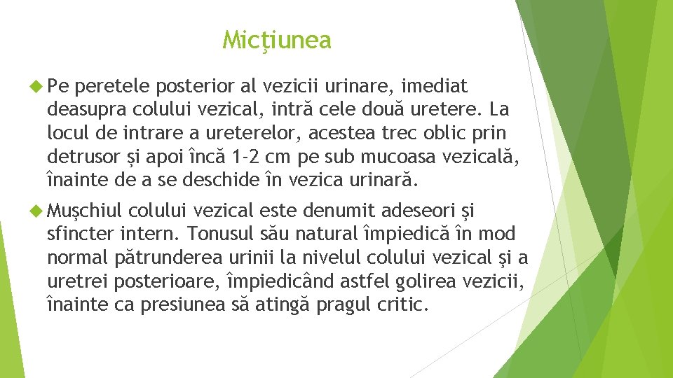 Micţiunea Pe peretele posterior al vezicii urinare, imediat deasupra colului vezical, intră cele două