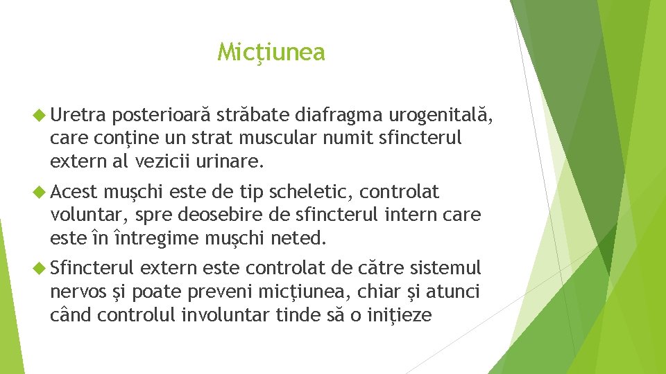 Micţiunea Uretra posterioară străbate diafragma urogenitală, care conţine un strat muscular numit sfincterul extern