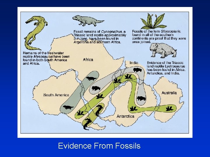 Evidence From Fossils Evidence From Fossils