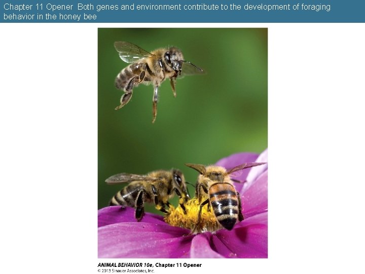 Chapter 11 Opener Both genes and environment contribute to the development of foraging behavior