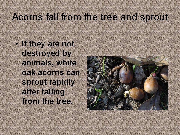 Acorns fall from the tree and sprout • If they are not destroyed by