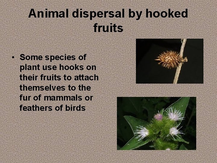 Animal dispersal by hooked fruits • Some species of plant use hooks on their