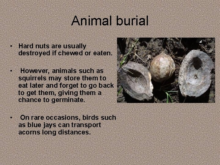 Animal burial • Hard nuts are usually destroyed if chewed or eaten. • However,