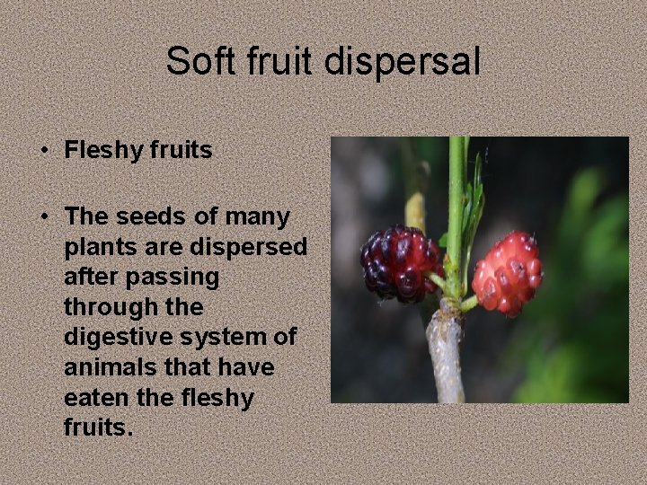 Soft fruit dispersal • Fleshy fruits • The seeds of many plants are dispersed