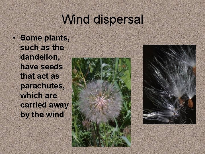 Wind dispersal • Some plants, such as the dandelion, have seeds that act as