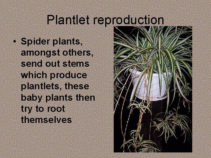 Plantlet reproduction • Spider plants, amongst others, send out stems which produce plantlets, these