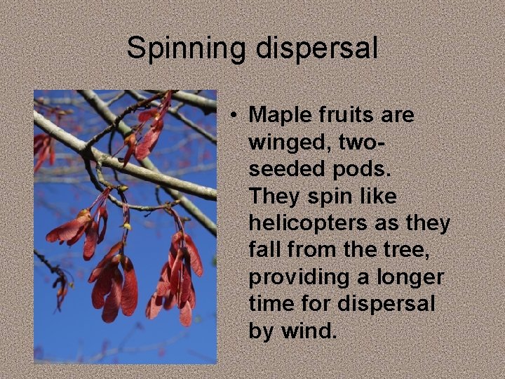 Spinning dispersal • Maple fruits are winged, twoseeded pods. They spin like helicopters as