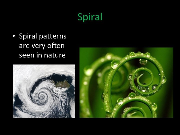 Spiral • Spiral patterns are very often seen in nature 
