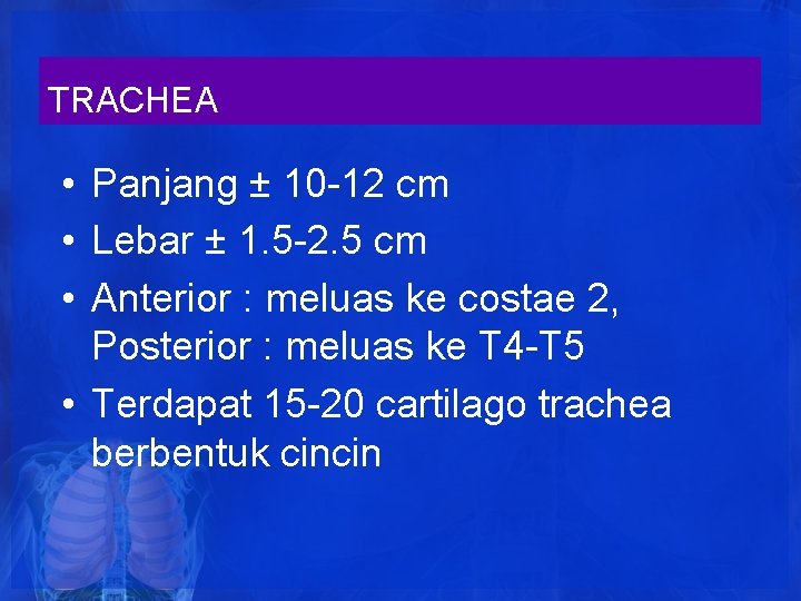 TRACHEA • Panjang ± 10 -12 cm • Lebar ± 1. 5 -2. 5 TRACHEA • Panjang ± 10 -12 cm • Lebar ± 1. 5 -2. 5