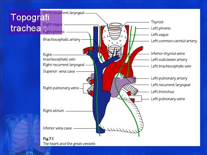 Topografi trachea : Topografi trachea :