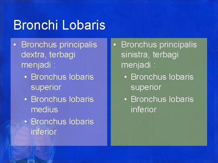 Bronchi Lobaris • Bronchus principalis dextra, terbagi menjadi : • Bronchus lobaris superior • Bronchi Lobaris • Bronchus principalis dextra, terbagi menjadi : • Bronchus lobaris superior •