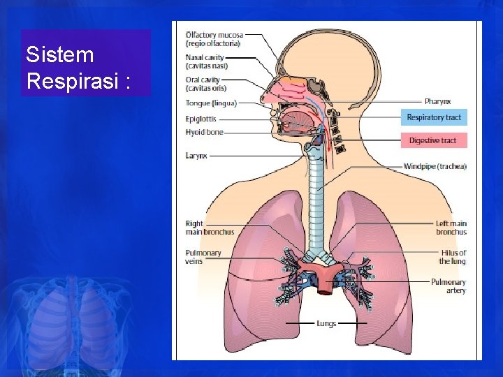 Sistem Respirasi : Sistem Respirasi :