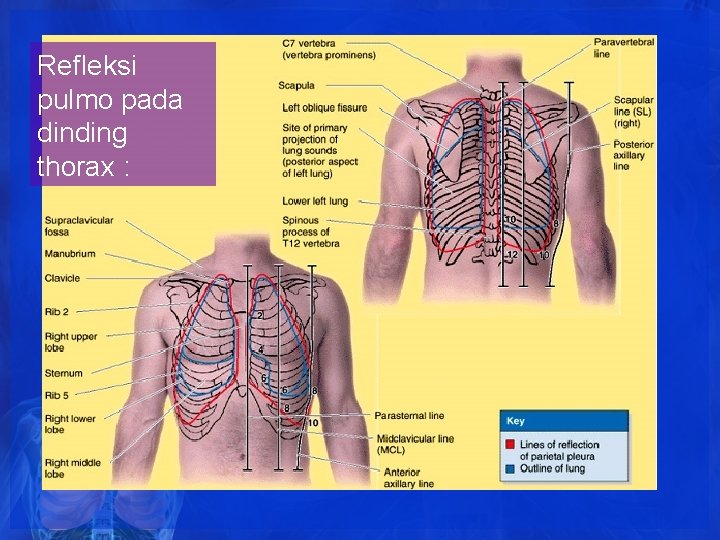 Refleksi pulmo pada dinding thorax : Refleksi pulmo pada dinding thorax :