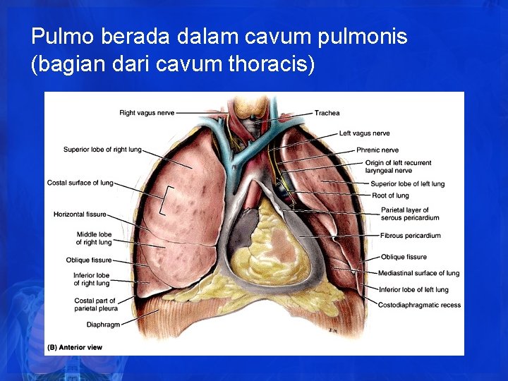Pulmo berada dalam cavum pulmonis (bagian dari cavum thoracis) Pulmo berada dalam cavum pulmonis (bagian dari cavum thoracis)