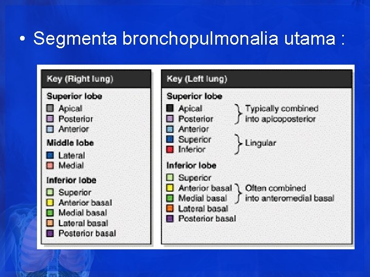 • Segmenta bronchopulmonalia utama : • Segmenta bronchopulmonalia utama :