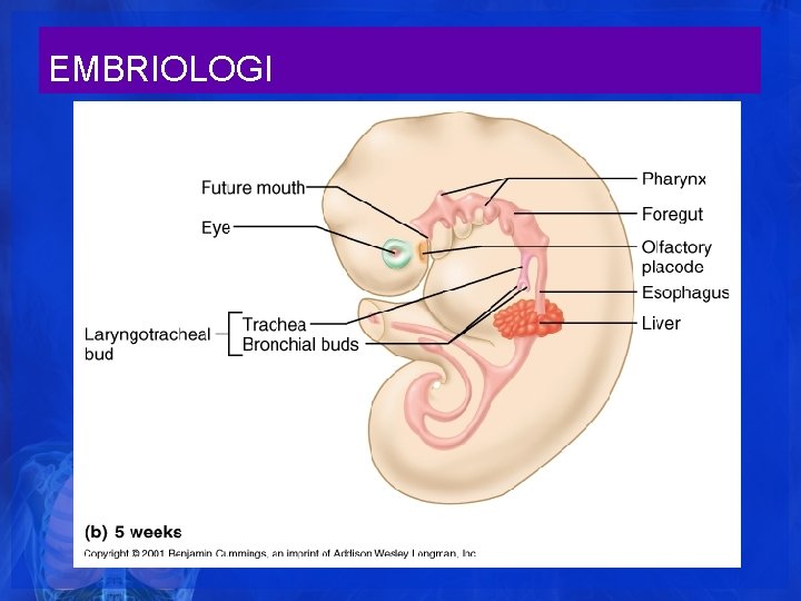 EMBRIOLOGI EMBRIOLOGI