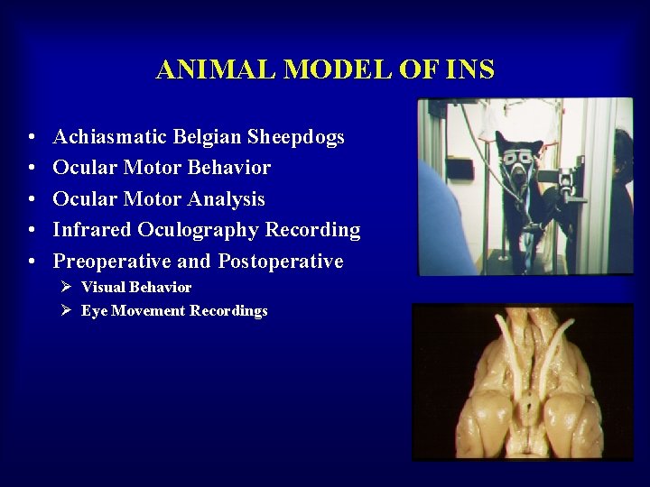 ANIMAL MODEL OF INS • • • Achiasmatic Belgian Sheepdogs Ocular Motor Behavior Ocular