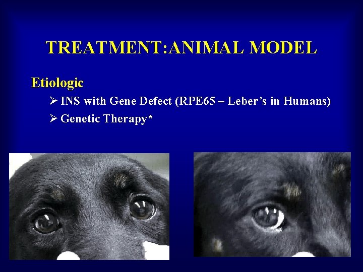 TREATMENT: ANIMAL MODEL Etiologic Ø INS with Gene Defect (RPE 65 – Leber’s in