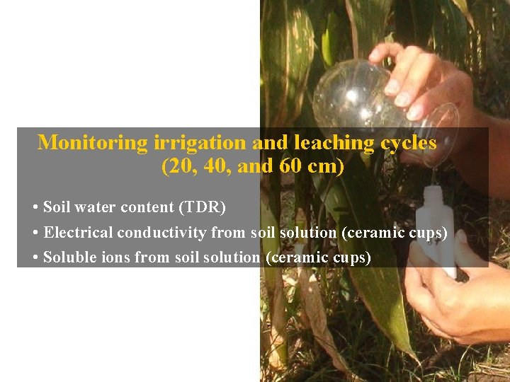 Monitoring irrigation and leaching cycles (20, 40, and 60 cm) • Soil water content