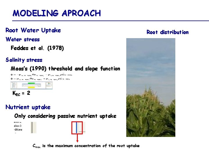 MODELING APROACH Root Water Uptake Water stress Feddes et al. (1978) Salinity stress Maas’s