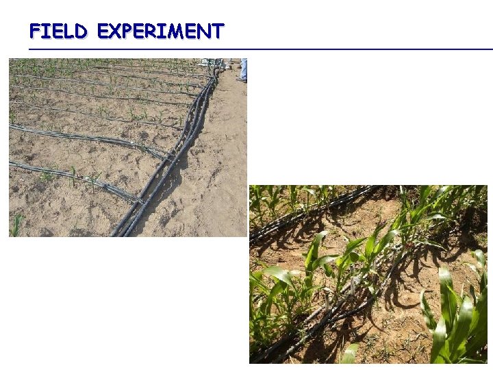 FIELD EXPERIMENT 