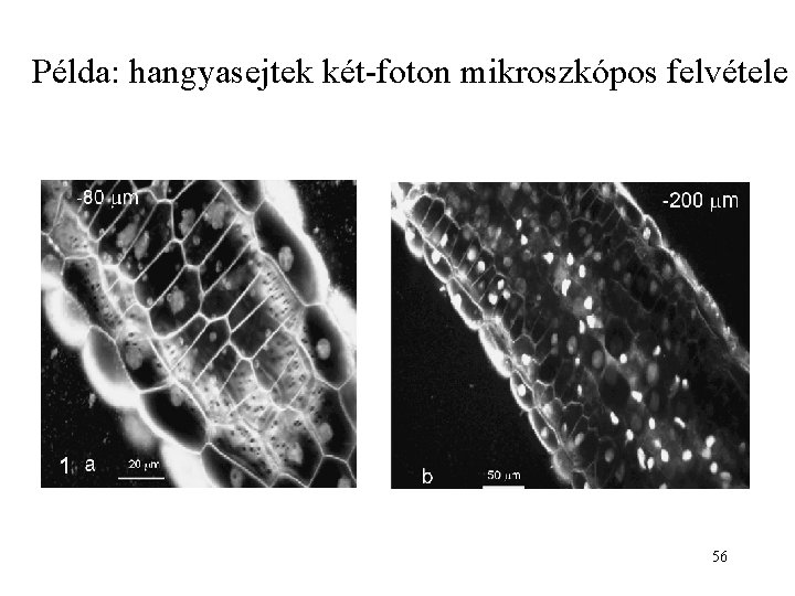 Példa: hangyasejtek két-foton mikroszkópos felvétele 56 