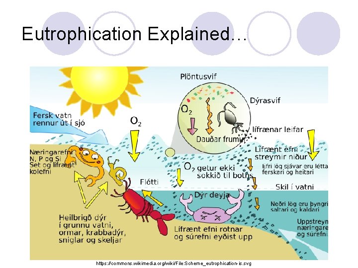 Eutrophication Explained… https: //commons. wikimedia. org/wiki/File: Scheme_eutrophication-is. svg 