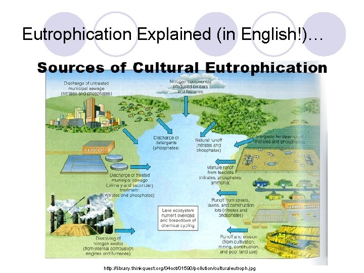 Eutrophication Explained (in English!)… http: //library. thinkquest. org/04 oct/01590/pollution/culturaleutroph. jpg 