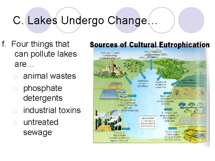 C. Lakes Undergo Change… f. Four things that can pollute lakes are… o animal