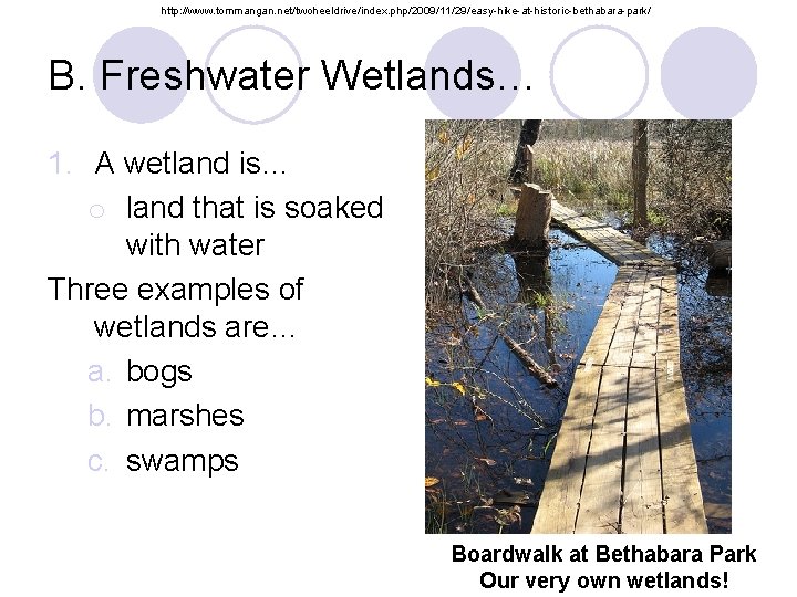 http: //www. tommangan. net/twoheeldrive/index. php/2009/11/29/easy-hike-at-historic-bethabara-park/ B. Freshwater Wetlands… 1. A wetland is… o land