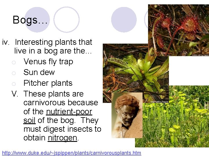 Bogs… iv. Interesting plants that live in a bog are the… o Venus fly