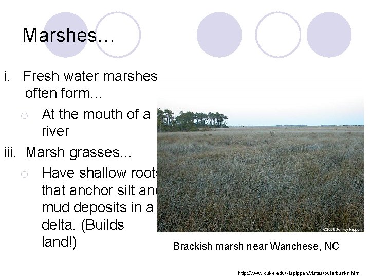 Marshes… i. Fresh water marshes often form… o At the mouth of a river