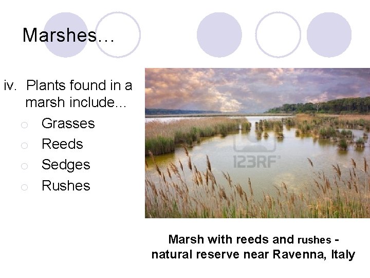 Marshes… iv. Plants found in a marsh include… o Grasses o Reeds o Sedges