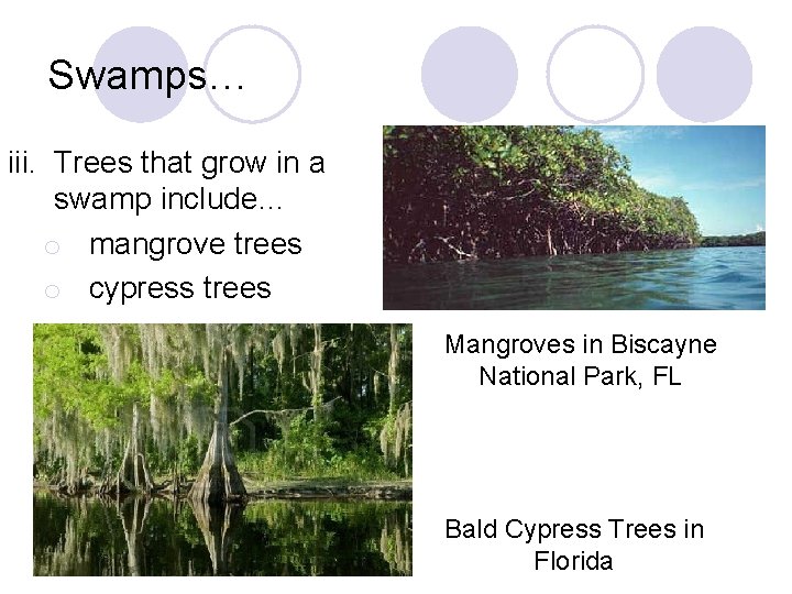 Swamps… iii. Trees that grow in a swamp include… o mangrove trees o cypress