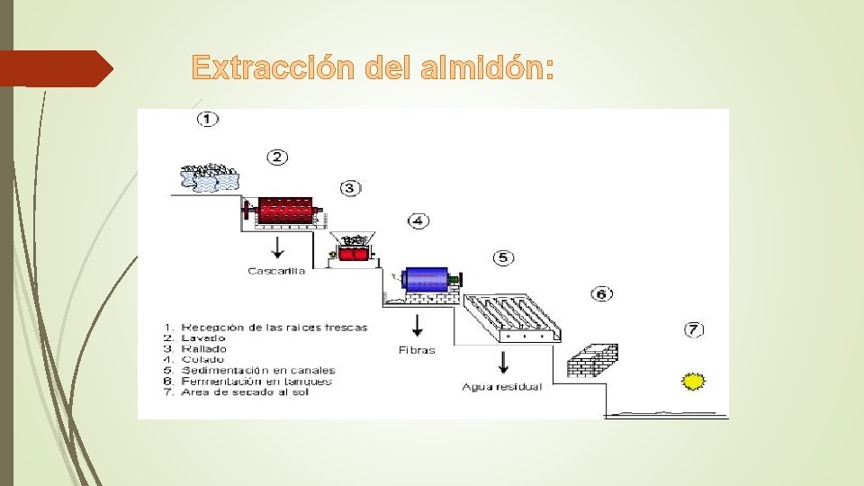 Extracción del almidón: Extracción del almidón: