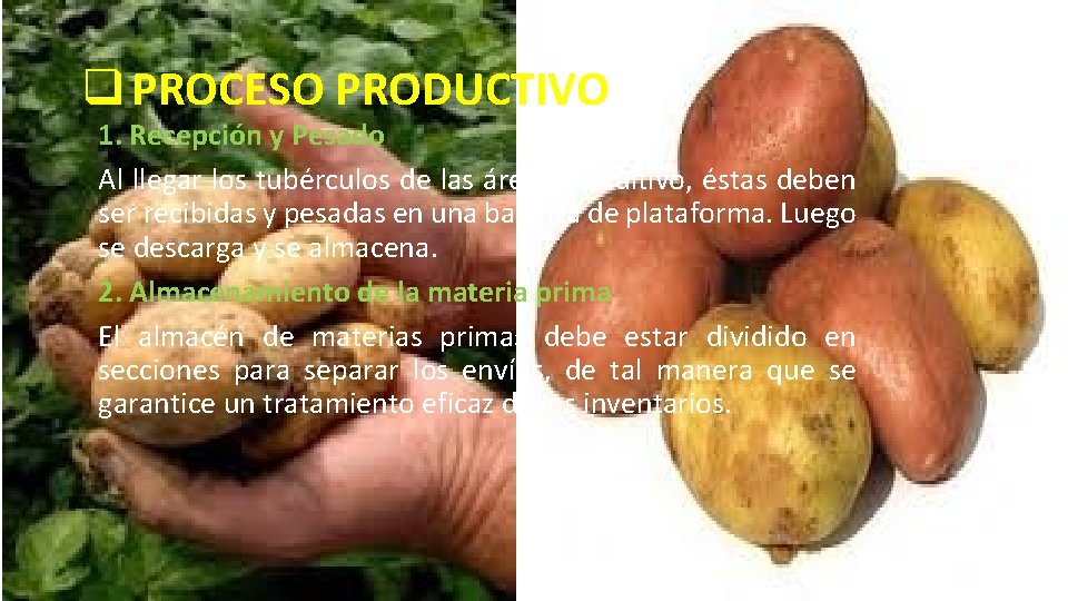 q PROCESO PRODUCTIVO 1. Recepción y Pesado Al llegar los tubérculos de las áreas q PROCESO PRODUCTIVO 1. Recepción y Pesado Al llegar los tubérculos de las áreas