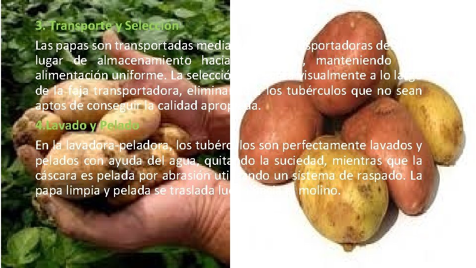 3. Transporte y Selección Las papas son transportadas mediante fajas transportadoras desde el lugar 3. Transporte y Selección Las papas son transportadas mediante fajas transportadoras desde el lugar