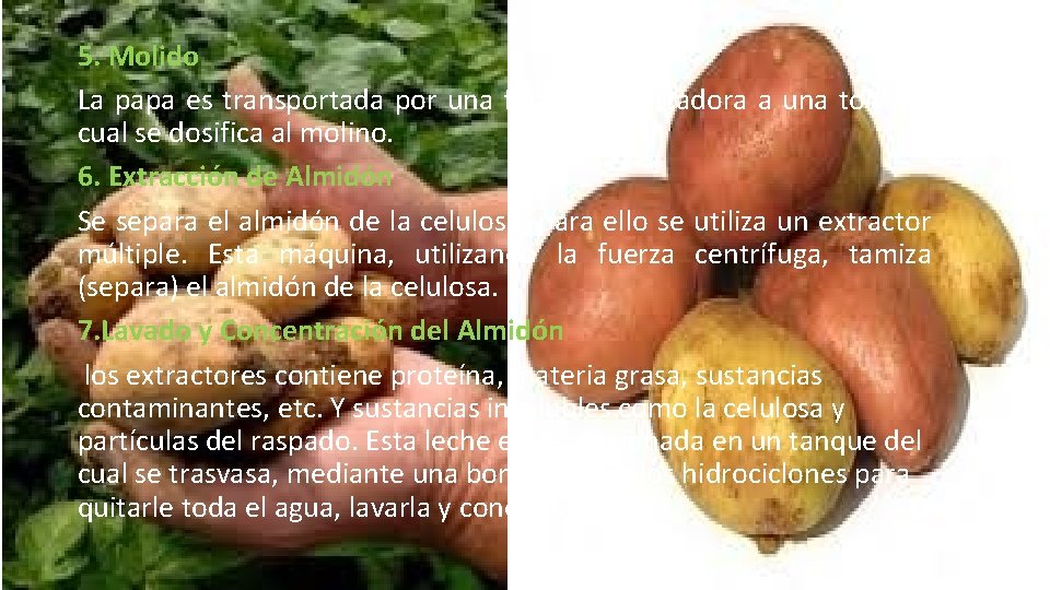 5. Molido La papa es transportada por una faja transportadora a una tolva la 5. Molido La papa es transportada por una faja transportadora a una tolva la