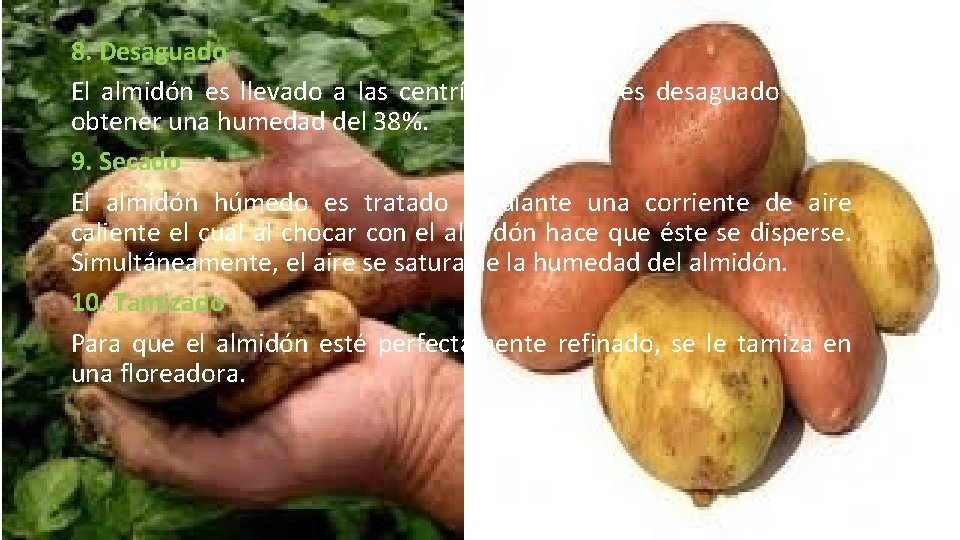 8. Desaguado El almidón es llevado a las centrífugas donde es desaguado hasta obtener 8. Desaguado El almidón es llevado a las centrífugas donde es desaguado hasta obtener