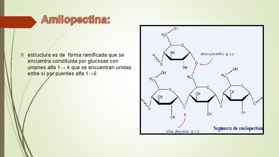 Amilopectina: estructura es de forma ramificada que se encuentra constituida por glucosas con uniones Amilopectina: estructura es de forma ramificada que se encuentra constituida por glucosas con uniones