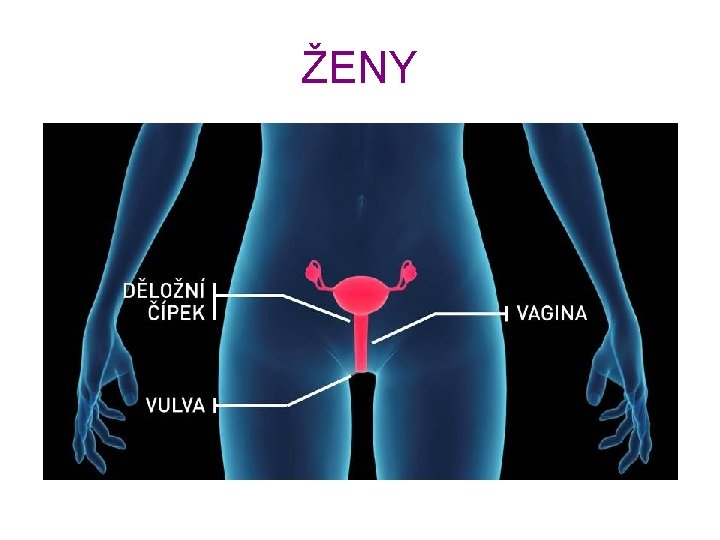 ŽENY 