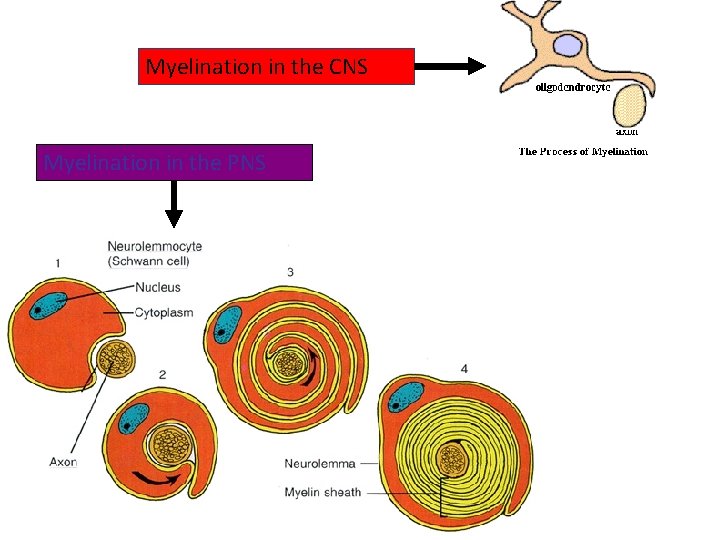 Myelination in the CNS Myelination in the PNS 