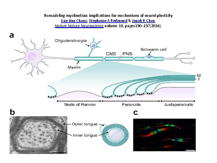 Remodeling myelination: implications for mechanisms of neural plasticity Kae-Jiun Chang, Stephanie A Redmond &