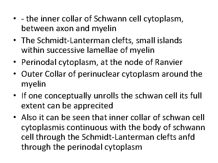  • - the inner collar of Schwann cell cytoplasm, between axon and myelin