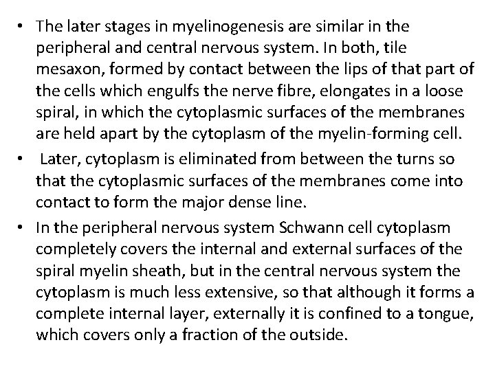  • The later stages in myelinogenesis are similar in the peripheral and central