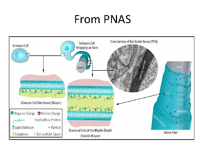 From PNAS 