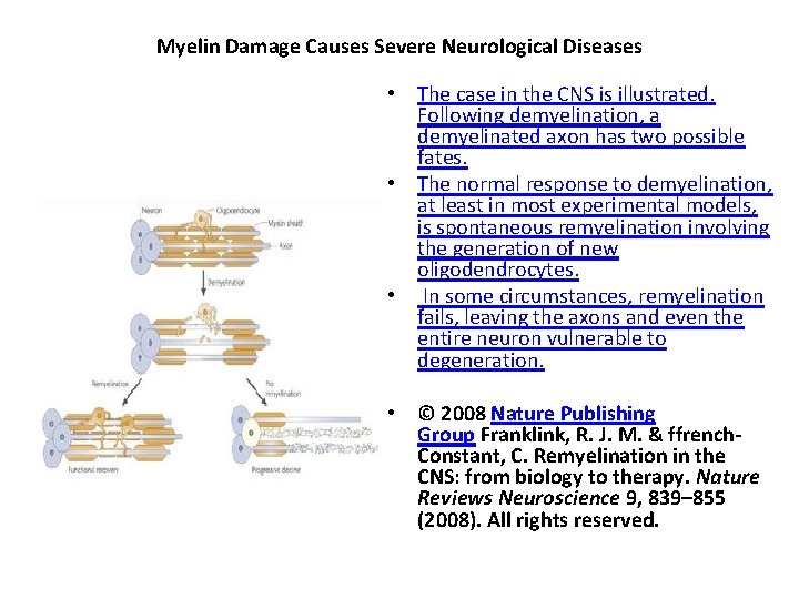 Myelin Damage Causes Severe Neurological Diseases • The case in the CNS is illustrated.